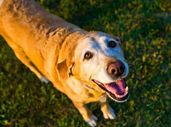 Here's How Adopting a Senior Doggo Can Change Your Life 