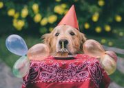 6 Ways You Can Celebrate Your Pet's 