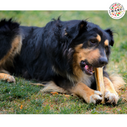 Raw bone treats - Why they help your dog?