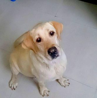 Tuffy | Labrador Retriever for Adoption | Pune | Independent | DogSpot