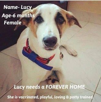 Lucy - Mixed Breed