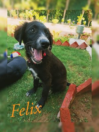 Felix - Indian Pariah Dog