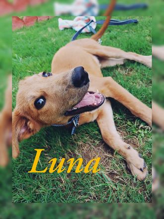 Luna - Indian Pariah Dog