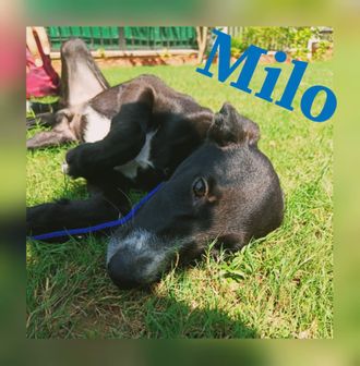 Milo - Indian Pariah Dog