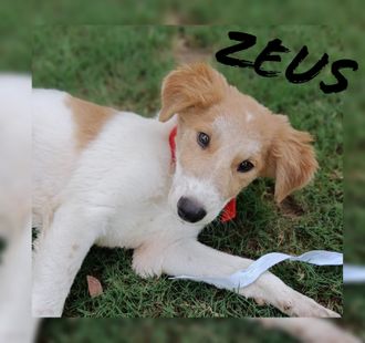 Zeus - Indian Pariah Dog