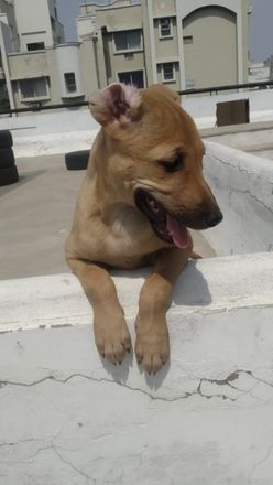 Pekka - Indian Pariah Dog
