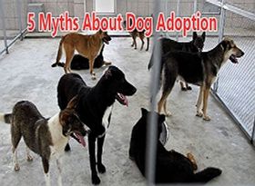 5-myths-about-dog-adoption