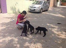 avnika-the-superwoman-for-38-stray-dogs