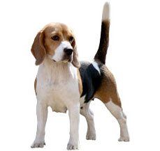 Does how cost much a india beagle in Beagle Price
