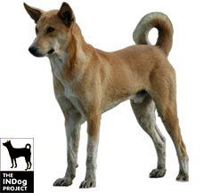 Indian Pariah Dog (INDog)