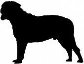 Bull Mastiff
