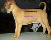 kanni puppies for sale