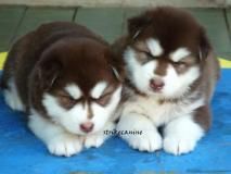 how much does it cost to buy a alaskan malamute