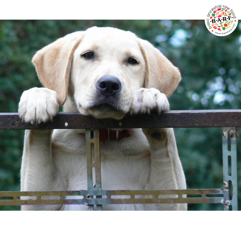 Feeding Your Labrador � The Right Food, And The Right Way