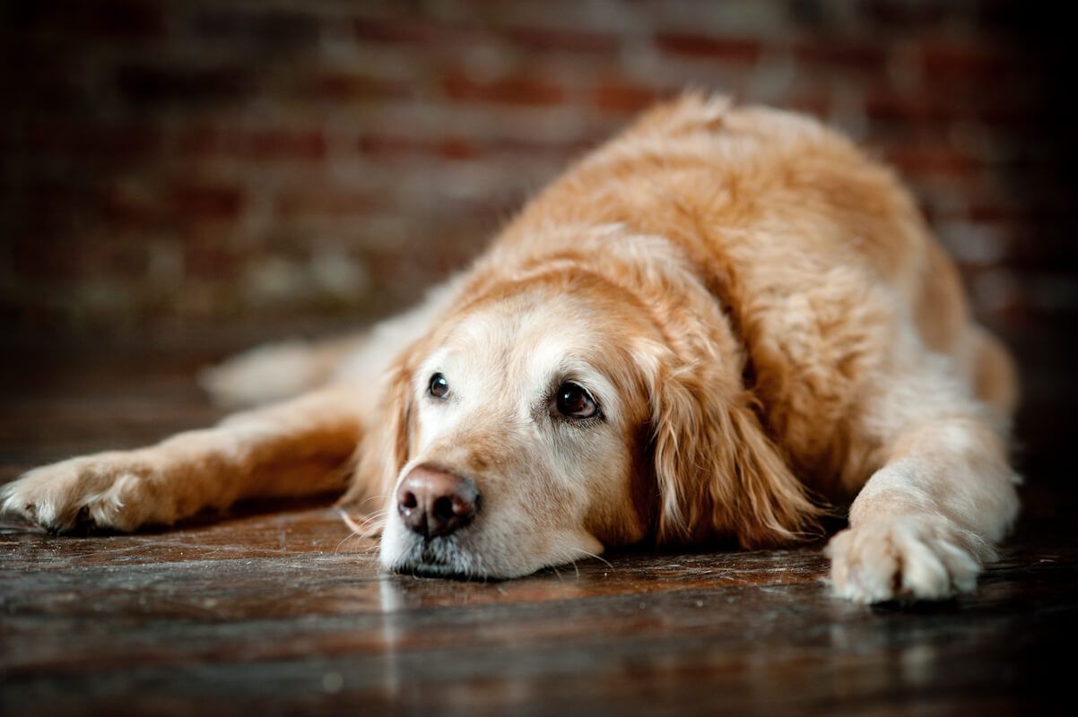 14 Symptoms That Shows That Your Dog Has Started To Get Older | Dogspot.in