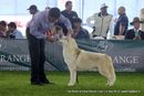 112th & 113th Ooty Dog Show | siberian husky,sw-90,