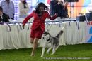 112th & 113th Ooty Dog Show | siberian husky,sw-90,