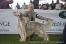 112th & 113th Ooty Dog Show | english setter,sw-90,