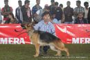 112th & 113th Ooty Dog Show | german shepherd,sw-90,