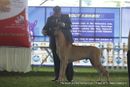 112th & 113th Ooty Dog Show | great dane,sw-90,