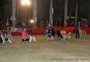 2013 Agra Dog Show | line up,sw-78,