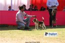 Agra Dog Show 2008-09 | beagle,
