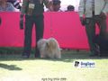 Agra Dog Show 2008-09 | Apso,