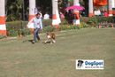Agra Dog Show 2010 | Boxer,