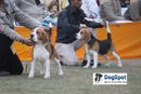 Agra Dog Show 2010 | Beagle,