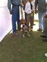 Ahmedabad canine Club 9th & 10th Championship Dog Show | 