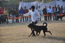 Amritsar Dog Show 2010 | rottweiler,
