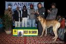 Amritsar Dog Show 2012 | great dane,line up,sw-65,