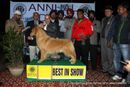 Amritsar Dog Show 2012 | golden retriever,line up,sw-65,
