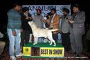 Amritsar Dog Show 2012 | labrador retriever,line up,sw-65,