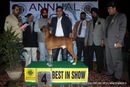 Amritsar Dog Show 2012 | boxer,line up,sw-65,