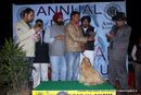 Amritsar Dog Show 2012 | cocker spaniel,line up,sw-65,