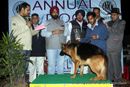 Amritsar Dog Show 2012 | german shepherd,line up,sw-65,