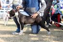 Amritsar Dog Show 2012 | ex-55,staffordshire bull terrier,sw-65,