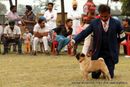 Amritsar Kennel Club | ex-17,pug,sw-135,