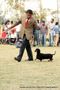 Amritsar Kennel Club | dachshund miniature- smooth haired,ex-60,sw-135,
