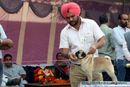 Amritsar Kennel Club | ex-10,pug,sw-135,