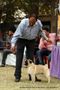 Amritsar Kennel Club | pug,sw-135,