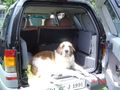 Ballu after his bath, going for a drive | 
