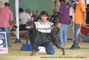 Bangalore Canine  Club 2011 | sw-49,