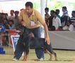 Bangalore Canine  Club 2011 | ex-352,rottwieler,sw-49,