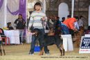 Bangalore Canine  Club 2011 | rottwieler,sw-49,
