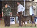 Bangalore Canine  Club 2011 | ex-398,mastiff,sw-49,