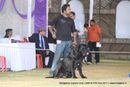 Bangalore Canine  Club 2011 | mastiff,sw-49,