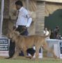 Bangalore Canine  Club 2011 | ex-402,mastiff,sw-49,