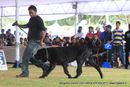Bangalore Canine  Club 2011 | mastiff,sw-49,